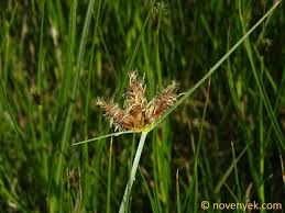 Attēlu rezultāti vaicājumam “Bolboschoenus maritimus”