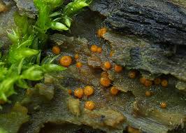 Attēlu rezultāti vaicājumam “Miladina lecithina”