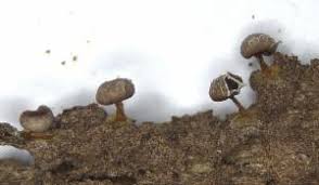 Attēlu rezultāti vaicājumam “Diderma chondrioderma”