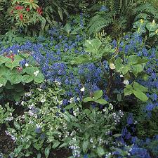 Attēlu rezultāti vaicājumam “Corydalis intermedia leaf”