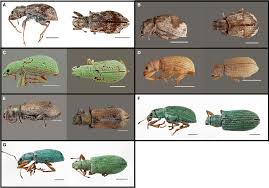 Attēlu rezultāti vaicājumam “Polydrusus mollis”