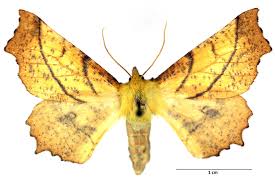 Attēlu rezultāti vaicājumam “Ennomos alniaria”