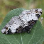 Attēlu rezultāti vaicājumam “Catarhoe cuculata”