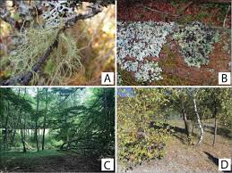 Attēlu rezultāti vaicājumam “Parmelia submontana”