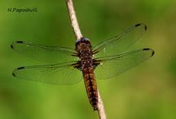 Attēlu rezultāti vaicājumam “Libellula fulva”