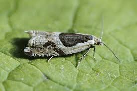 Attēlu rezultāti vaicājumam “Ancylis myrtillana”