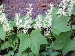 Attēlu rezultāti vaicājumam “Echinocystis lobata flower”