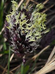 Attēlu rezultāti vaicājumam “Sesleria caerulea flower”