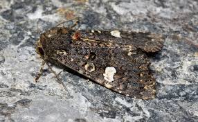 Attēlu rezultāti vaicājumam “Melanchra persicariae”