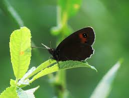 Attēlu rezultāti vaicājumam “Erebia aethiops”