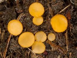 Attēlu rezultāti vaicājumam “Cheilymenia stercorea”