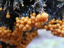 Attēlu rezultāti vaicājumam “Badhamia sp.”