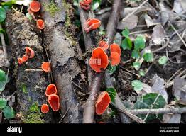 Attēlu rezultāti vaicājumam “Sarcoscypha austriaca”