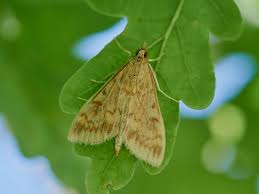 Attēlu rezultāti vaicājumam “Ostrinia nubilalis”