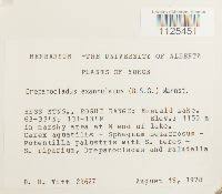 Attēlu rezultāti vaicājumam “Warnstorfia exannulata”