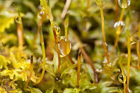 Attēlu rezultāti vaicājumam “Plagiomnium cuspidatum sporophyte”