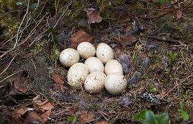 Attēlu rezultāti vaicājumam “Bonasa bonasia eggs”