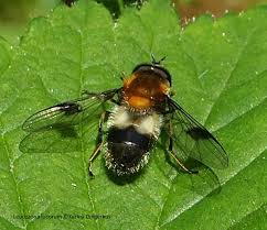 Attēlu rezultāti vaicājumam “Leucozona lucorum”