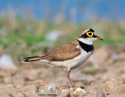 Attēlu rezultāti vaicājumam “Charadrius dubius adult”