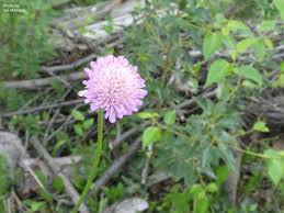 Image result for Knautia arvensis
