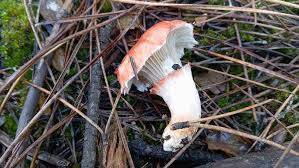 Attēlu rezultāti vaicājumam “Gomphidius roseus”