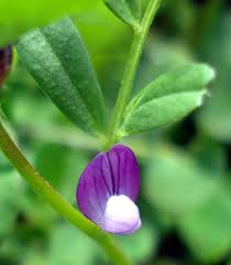 Attēlu rezultāti vaicājumam “Vicia lathyroides”