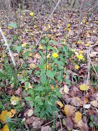 Attēlu rezultāti vaicājumam “Lapsana communis flower”