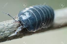 Attēlu rezultāti vaicājumam “Armadillidium pulchellum”