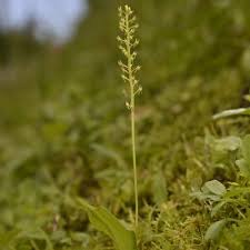 Attēlu rezultāti vaicājumam “Malaxis monophyllos flower”