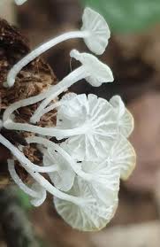 Attēlu rezultāti vaicājumam “Delicatula integrella”