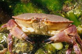 Image result for Cancer pagurus