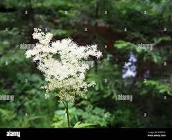 Image result for Filipendula vulgaris