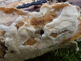 Attēlu rezultāti vaicājumam “Antrodiella semisupina”