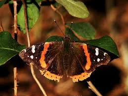 Attēlu rezultāti vaicājumam “Vanessa atalanta upperside”