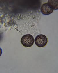 Attēlu rezultāti vaicājumam “Fuligo candida plasmodium”