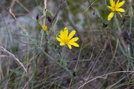 Attēlu rezultāti vaicājumam “Tragopogon heterospermus leaf”