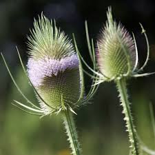 Image result for Dipsacus silvestris