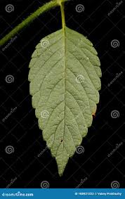 Attēlu rezultāti vaicājumam “Galeopsis bifida leaf”