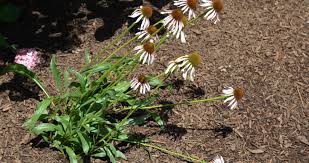 Image result for Echinacea angustifolia