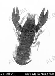 Attēlu rezultāti vaicājumam “Criocephalus rusticus”