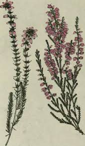 Attēlu rezultāti vaicājumam “Calluna vulgaris leaf”