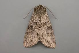 Attēlu rezultāti vaicājumam “Polia nebulosa”