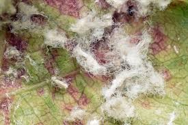 Attēlu rezultāti vaicājumam “Thecabius affinis”