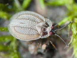 Attēlu rezultāti vaicājumam “Acalypta carinata”