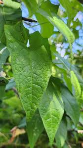 Attēlu rezultāti vaicājumam “Calystegia sepium leaf”