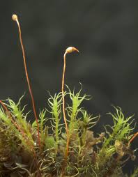 Attēlu rezultāti vaicājumam “Dicranella schreberiana sporophyte”
