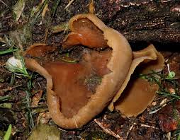 Attēlu rezultāti vaicājumam “Peziza varia”