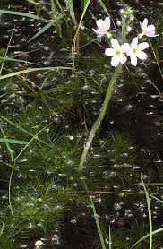 Attēlu rezultāti vaicājumam “Hottonia palustris flower”