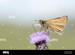 Attēlu rezultāti vaicājumam “Thymelicus lineola underside”