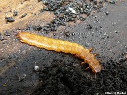 Attēlu rezultāti vaicājumam “Cucujus cinnaberinus larva”